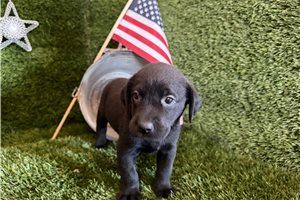 Tank - Labrador Retriever for sale