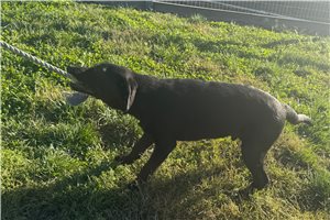 Tank - Labrador Retriever for sale
