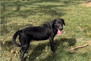 Tammy - Labrador Retriever for sale