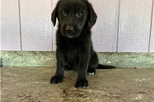 Maxine - Labrador Retriever for sale
