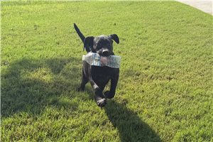Tammy - Labrador Retriever for sale