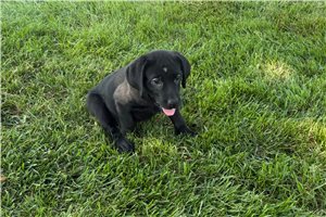 Tammy - Labrador Retriever for sale