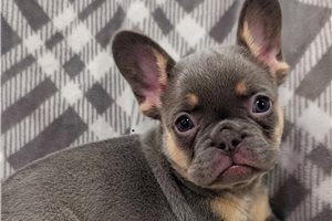 Kodak - French Bulldog, placed in Lawton