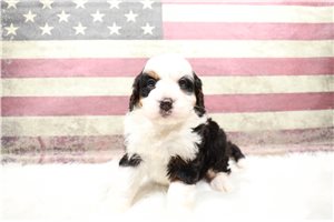 Natalia - Bernedoodle, Mini for sale