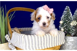 Fatima - puppy for sale