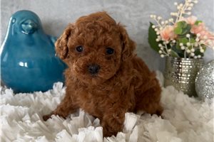 Clarissa - Poodle, Toy for sale