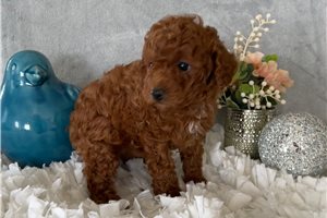 Clarice - Poodle, Toy for sale