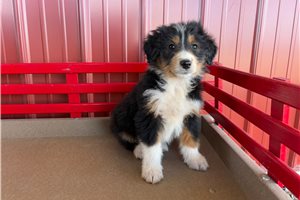 Michael - Australian Bernedoodle for sale