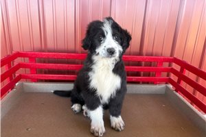 Maeve - Australian Bernedoodle for sale