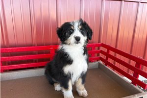 Maria - Australian Bernedoodle for sale