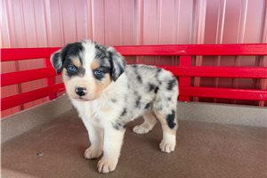 Mila - Australian Bernedoodle for sale