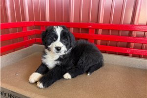 Matthew - Australian Bernedoodle for sale
