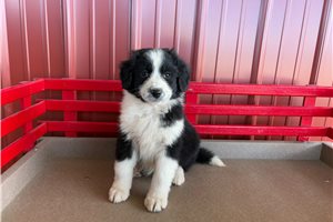 Madison - Australian Bernedoodle for sale
