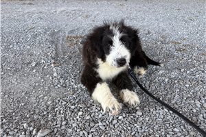 Maeve - puppy for sale