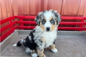 Vivian - puppy for sale