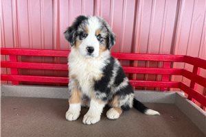 Amiyah - Australian Mountain Dog for sale