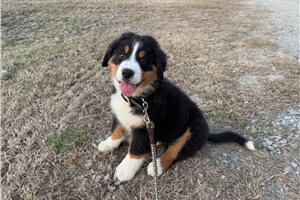 Ajax - Australian Mountain Dog for sale