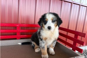 Alea - Australian Mountain Dog for sale