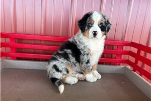 Archer - Australian Mountain Dog for sale