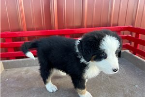 Violet - Australian Mountain Dog for sale