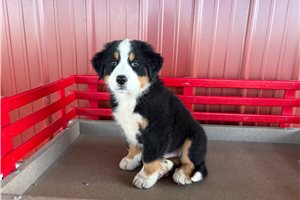 Arlo - Australian Mountain Dog for sale