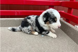 Valerie - Australian Mountain Dog for sale