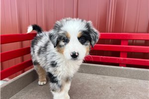 Vera - puppy for sale