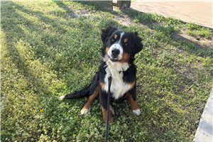 Adrian - Australian Mountain Dog for sale