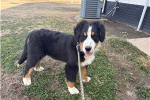 Asher - Australian Mountain Dog for sale