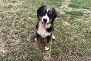 Adrian - Australian Mountain Dog for sale