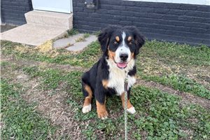 Adrian - Australian Mountain Dog for sale
