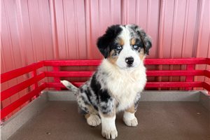 Ayden - Australian Mountain Dog for sale