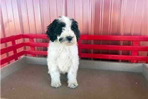 Buddy - puppy for sale
