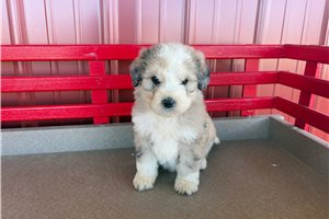 Basil - puppy for sale