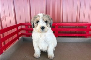 Bilbo - puppy for sale
