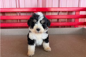 Brooke - puppy for sale