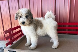 Bennington - Bernedoodle for sale