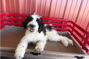 Buddy - Bernedoodle for sale