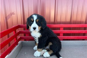 Sylvester - Bernese Mountain Dog for sale