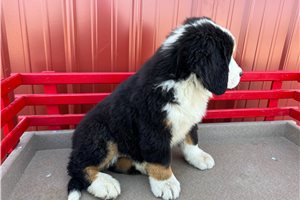 Sammy - Bernese Mountain Dog for sale