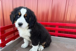 Slate - Bernese Mountain Dog for sale