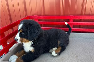 Sully - puppy for sale