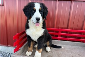 Sia - Bernese Mountain Dog for sale
