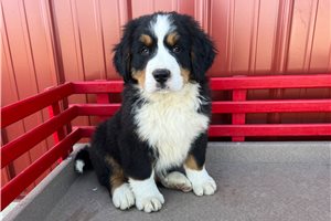Stanley - Bernese Mountain Dog for sale