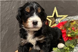 Leah - puppy for sale