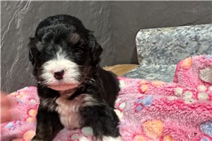 Leilani - puppy for sale