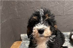 Layla - puppy for sale