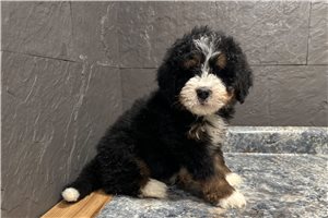 Danny - Bernedoodle for sale