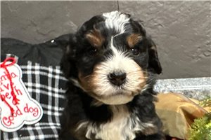 Darius - puppy for sale
