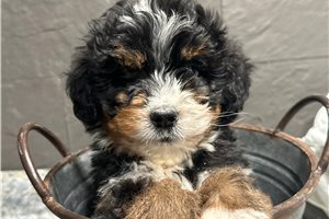 Douglas - puppy for sale